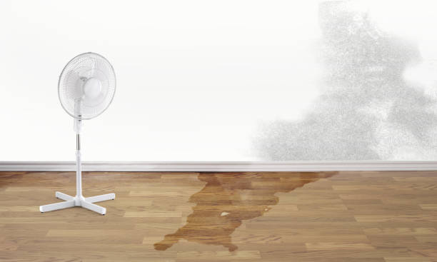 Best Professional water damage repair  in Columbiana, AL